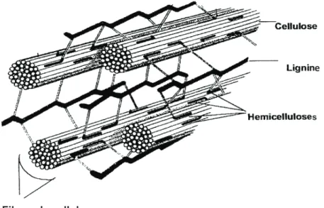 Figure 2. Représentation schématique des composants de la paroi cellulaire végétale des biomasses  lignocellulosiques (Shleser, 1994) 