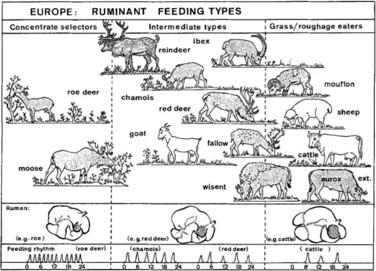 Figure  9. Ruminants  européens  classés  selon  leur  type  alimentaire  (espèces  domestiques  en  blanc)