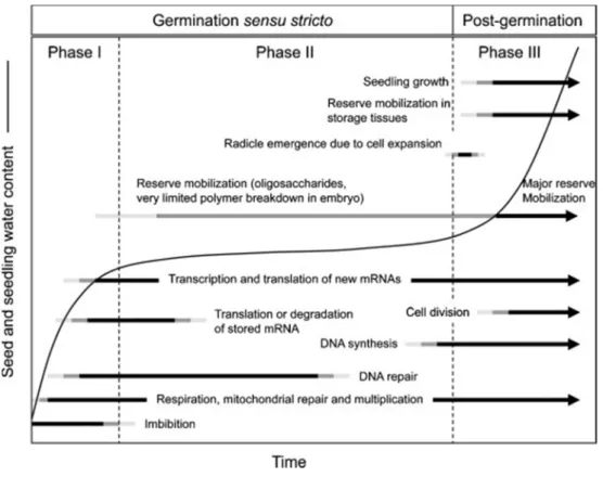 Figure 1 Time course of major events in the process of seed germination (phases I and II) and post-germination  (phase III)