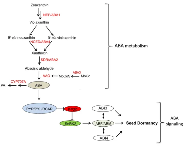 Figure 4. ABA metabolism and ABA signaling in seed dormancy. ABA metabolism and ABA signaling in seed  dormancy