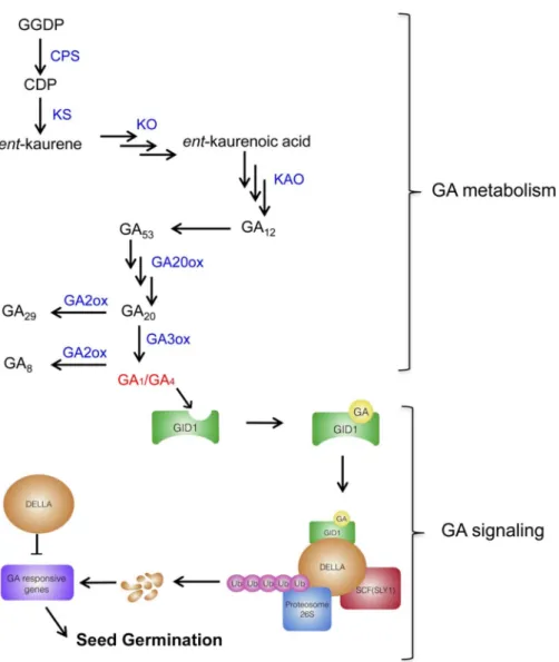 Figure  5.  GA  metabolism  and  GA  signaling  during  seed  germination.  GGDP:  geranylgeranyl  diphosphate; 