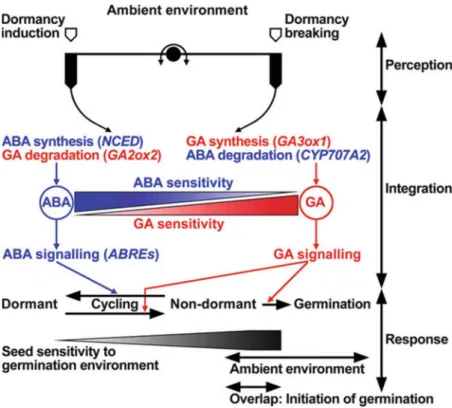 Figure  6.  Hormone  balance  of  ABA/GA  in  the  regulation  of  seed  germination  and  dormancy  in  response  to  environmental conditions