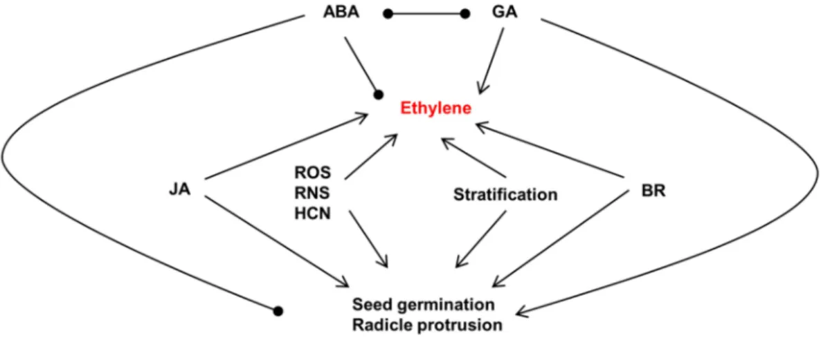 Figure  7.  Interaction  of  ethylene  production  with  other  phytohormones,  molecules  or  treatments  in  the  alleviation of seed dormancy  and germination