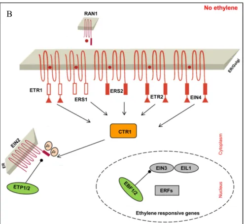 Figure  9.  Schematic  model  of  the  ethylene  signaling  pathway  shown  in  a  separated  state,  in  the  presence  of  ethylene  (Figure  9A)  and  in  the  absence  of  ethylene  (Figure  9B)