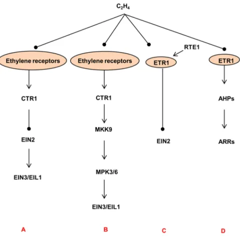 Figure 10. Collectives of ethylene signaling transduction .  Line A represents the canonical ethylene signaling