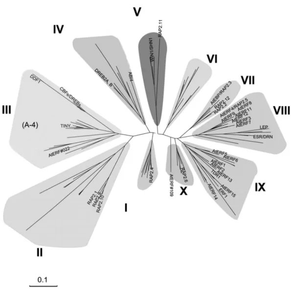 Figure 11. Phylogenetic tree of proteins from the Arabidopsis ERF family. Except for 7 proteins from VI-L, and  Xb-L, the other 115 proteins from ERF family are shown in the tree (Nakano et al., 2006)