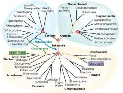 Fig. 1  Représentation schématique de l'arbre de la vie illustrant les relations phylogénétiques des trois  domaines  (Bacteria,  Archaea  et  Eucaryota)