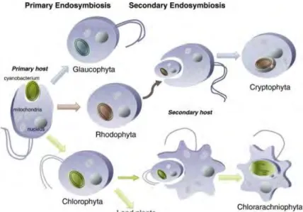 Fig.  2  Schéma  des endosymbioses primaires  et  secondaires  des  chloroplastes.  L'endosymbiose  primaire implique un hôte eucaryote et une cyanobactérie photosynthétique et est à l'origine de trois  lignées  :  les  glaucophytes  (Glaucophyta),  les  a