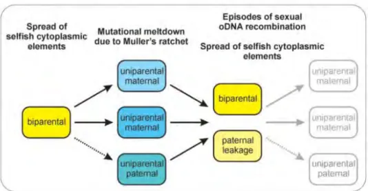 Fig. 6  Hypothèse consensus des pressions de sélection entraînant l'apparition et la perte répétées de la  transmission uniparentale maternelle des organites chez les plantes à fleurs