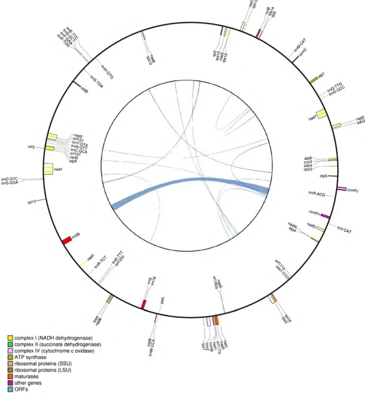 Fig. 1.Master circle of the Hesperelaea palmeri mitogenome (658,522 bp). The outer circle represents the gene content, with protein-coding genes, rRNA and tRNA genes