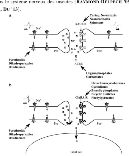 Figure 3 : Les zones cibles des insecticides dans le système nerveux des  insectes . a : Représentation schématique d’un neurone et d’une synapse choline  r-gique  avec  les  cibles  principales  des  insecticides