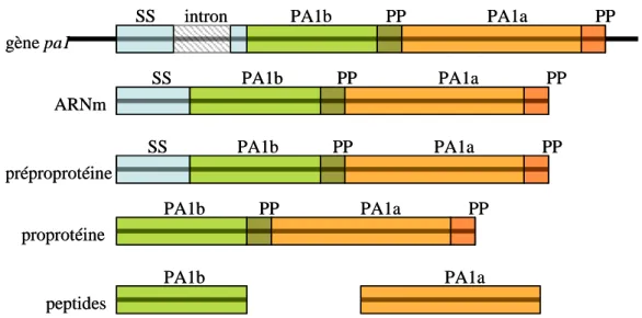 Figure  4  :  Structure  du  gène   PA1  et  maturation  des  peptides  PA1b  et  PA1a 