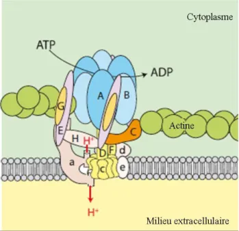 Figure  11 :  Représentation  schématique  de  la  V-ATPase   [W IECZOREK '09]. Le  complexe  V1 composé  de  huit  sous-unités (lettres  majuscules) est  cyto-plasmique et c’est à son niveau que s’effectue l’activité ATPasique