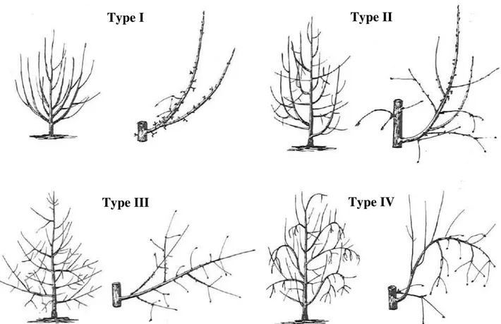 Figure 1. Les différents types architecturaux chez le pommier (d’après Lespinasse, 1980) 