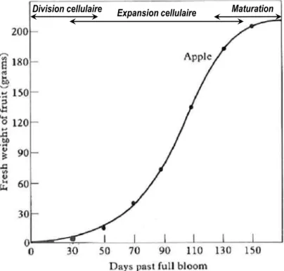 Figure  4.  Courbe  de  croissance  typique  d’une  pomme  selon  une  sigmoïde  permettant  de  distinguer  les  trois  phases  de  de  son  développement  (modifié  depuis  Westwood,  1978) 