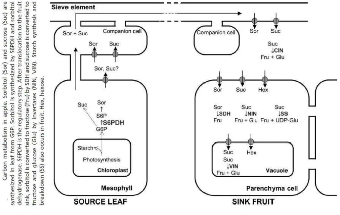 Figure 5. Métabolisme et transport du carbone entre la feuille (sources) et le fruit (puits) chez le pommier (d’après Teo  et  al