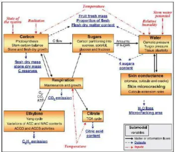 Figure 10. Schéma illustrant le principe des modèles de la même classe que Fruit Virtuel (Génard  et al