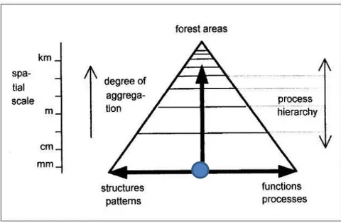 Figure  11.  Schéma représentant,  sous forme d’un  triangle,  un  panorama  des  modèles  de  plantes  en fonction  du  degré  d’intégration ou agrégation