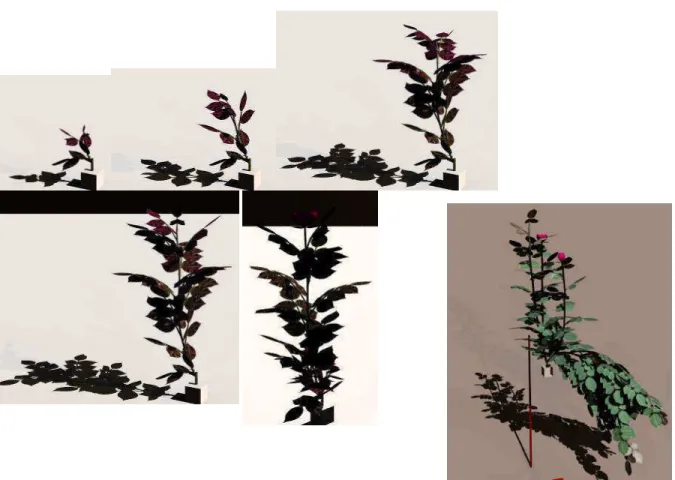Figure 13. Exemple pour un FSPM d’une plante ornementale, avec interaction avec la structure : rosier à fleurs-coupées  (Buck-Sorlin, 2009, non publié)