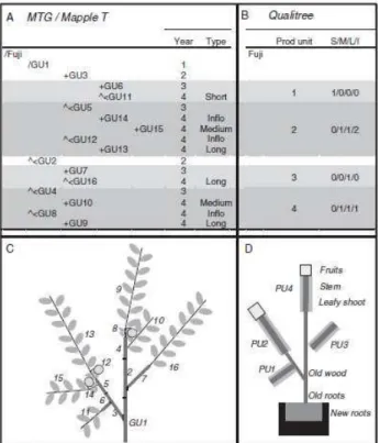 Figure  14.  Représentation  schématique  de  la  procédure  utilisée  pour  convertir  les  graphes  multi-échelles  des  arbres  (MTG) générés par MAppleT en architecture lisible par QualiTree (Pallas  et al