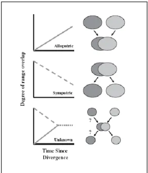 Figure 1.4 :  Un  modèle  graphique  pour  comprendre  en  quoi  la  distribution  géographique  d’espèces  sœurs  peut  permettre  une  prédiction  du  mode  géographique  de  spéciation  (Berlocher,  1998) ;  Le  dernier  graphique,  montre  que  dans  c