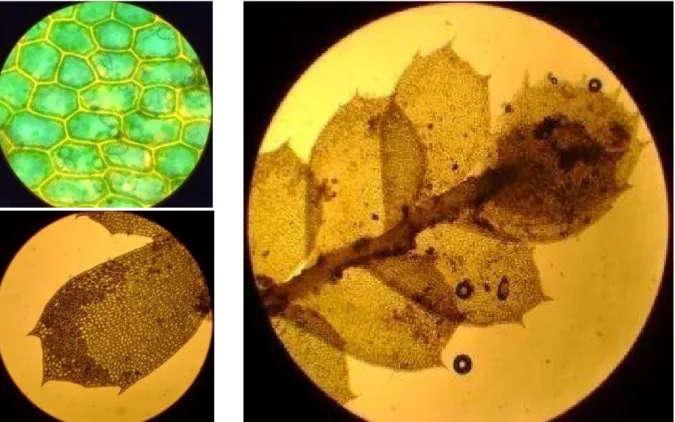 Figure 19 : Détails de  Plagiochila bicornuta , en haut à gauche : cellules *1000, en bas à gauche :  feuille *100, à droite : face ventrale *40 