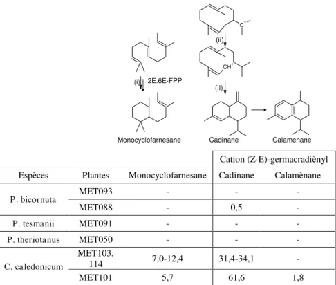 Tableau 9 : Composition des espèces de la famille Plagiochilaceae en composés sesquiterpéniques  affiliées au cation farnesyl et ( Z-E )-germacradiènyl (pourcentage relatif), ((i) : [21] , (ii) : [68]) 