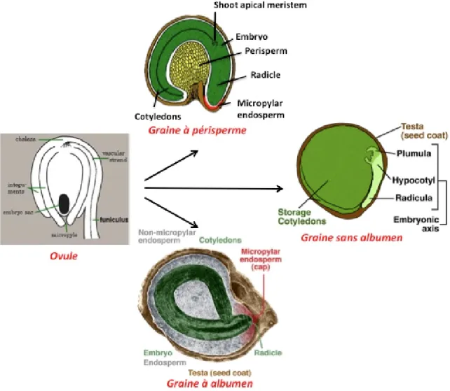 Figure 5 : les types de graines d'angiospermes (d’après The Seed Biology Place ;  http://www.seedbiology.de/index.html)