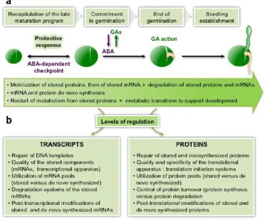 Figure 8 : importance des ARNm et des protéines stockés et synthétisés de novo dans le  contrôle de la germination des graines (Rajjou et al