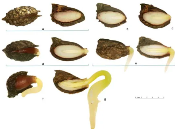 Figure 18 : reconstruction de la séquence chronologique de la germination de graines  d’Amborella (Fogliani et al