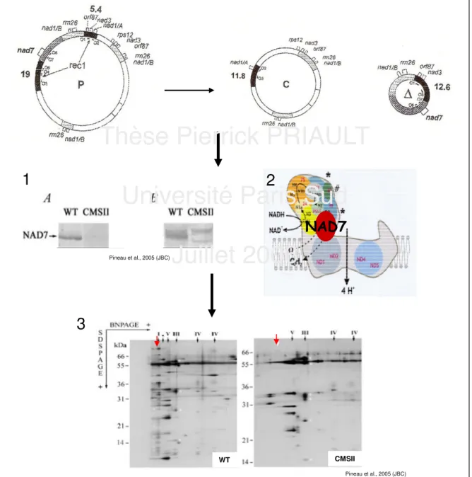 Figure  3.  Génome  mitochondrial,  événement  de  recombinaison  rec1  et  conséquences  au niveau du complexe I de la chaîne respiratoire mitochondriale.
