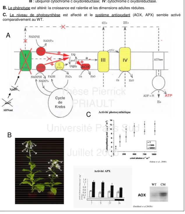 Figure  4.  Chaîne  respiratoire  mitochondriale  et  conséquences  phénotypiques  et  métaboliques de la mutation chez les plantes CMSII de Nicotiana sylvestris.