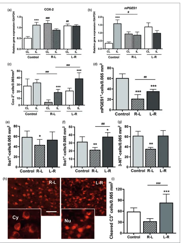 Figure 2. COX-2 and mPGES-1 gene and protein expression, nitrotyrosine formation and cell death