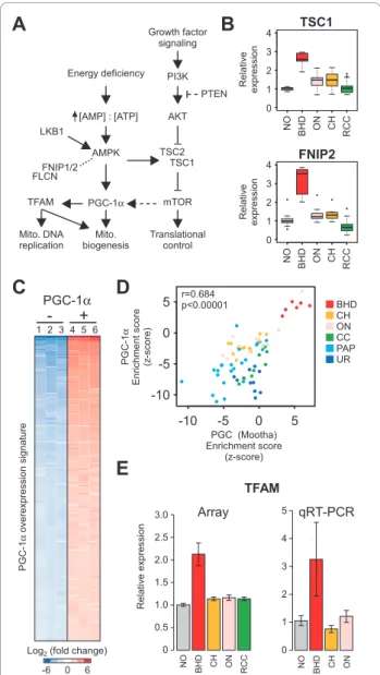 Figure 4 BHDS-derived tumors possess characteristics of an active PGC-1 a -TFAM signaling axis