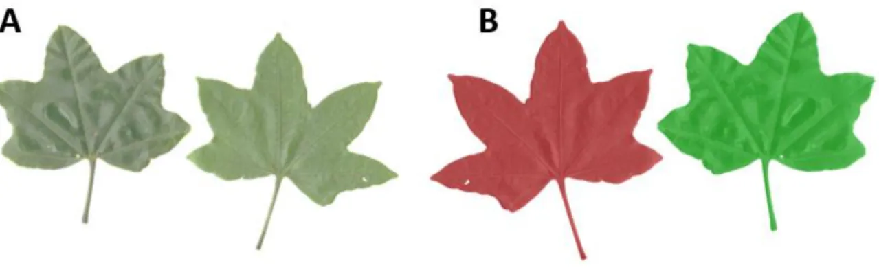 Fig. 19 : Estimation de la surface foliaire via le logiciel  ImageJ grâce au plugin  TOASTER