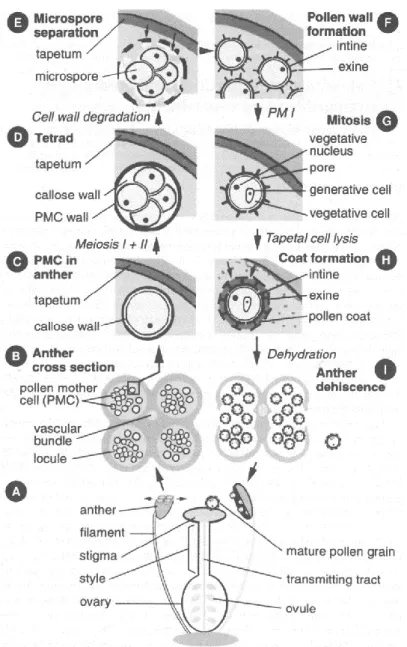 Figure 5 : Principales étapes aboutissant à la formation du pollen mature chez A. thaliana  (D'après Mollet et al., 2007)