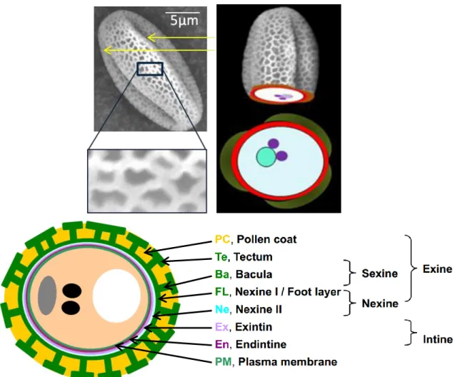 Figure 6: Microscopie électronique à balayage et schémas d'un grain de pollen sauvage chez A