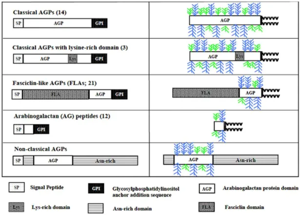 Figure 11 : Représentation schématique de structures putatives des différentes classes d’AGP  chez A