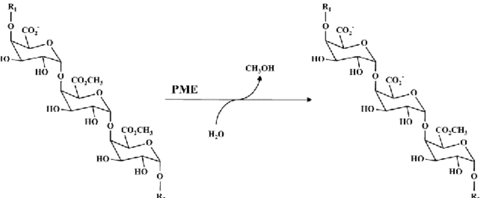 Figure 23 : Réaction de dé-méthylestérification des chaînes des HGs méthyl-estérifiés catalysée  par les PMEs (D'après Jolie et al., 2010)