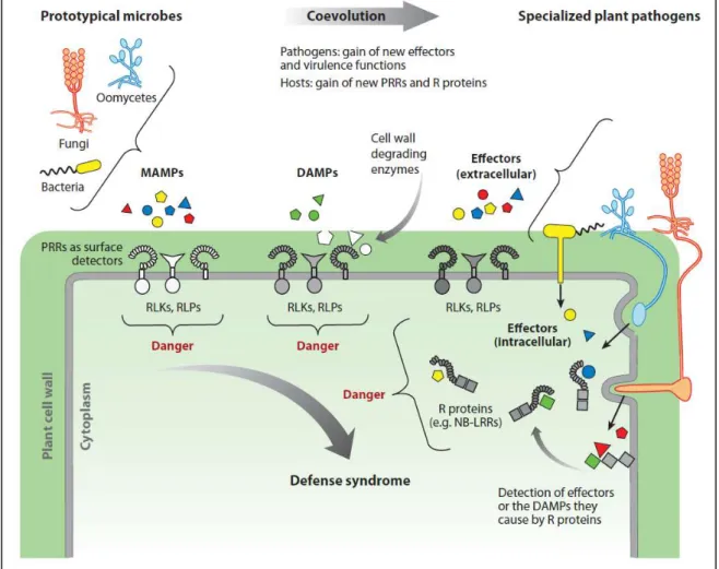 Figure 3 : Schéma représentant la PTI et l’Effector-Triggered Immunity (ETI) chez les plantes