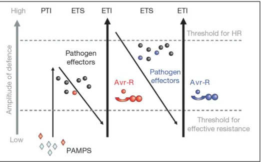 Figure 4 : Modèle en zig-zag proposé par Jones &amp; Dangl (2006). 