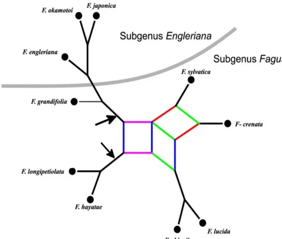 Figure 1.1. Phylogenetic relationships in extant Fagus based on morphological and molecular data