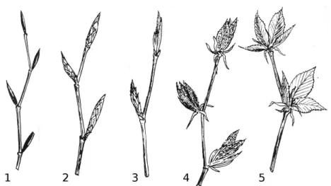 Figure 1.4. Beech phenological stages: 1) buds are dormant; 2) buds are 
