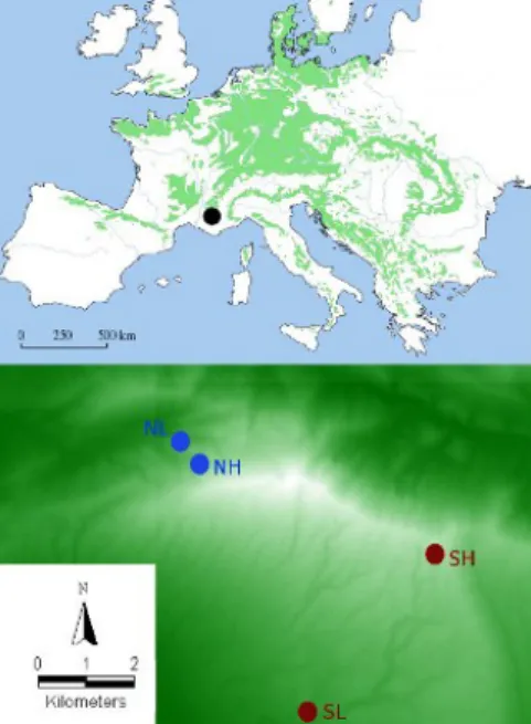 Figure 2.2. Location of A) Mont Ventoux superimposed on beech distribution area  (Von Wuehlisch G