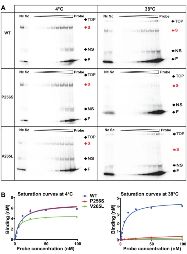 Figure 6. Thermo-sensitivity of MODY mutants is linked to a switch in DNA binding ability