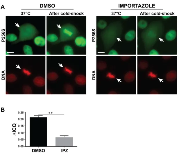 Figure 8. Importazole affects the dynamic relocalization of P256S mutant on mitotic chromatin