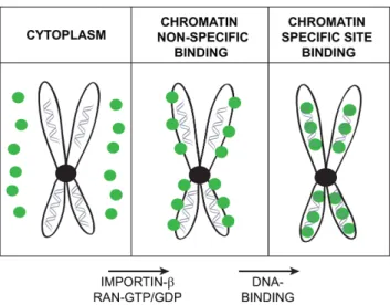 Figure 9. Model of association of HNF1 ␤ to mitotic chromatin. The lo- lo-calization of HNF1 ␤ on mitotic chromatin may be considered to be based on a two-step process
