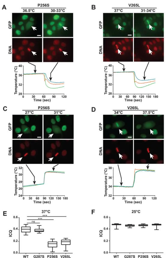 Figure 4. MODY mutations are thermosensitive. (A–D) Effect of abrupt temperature variation on the mitotic chromatin localization of MODY mutations in Nter-HNF1 ␤ -GFP fusion protein (green signal) expressed in MDCK cells (red signal, DNA)