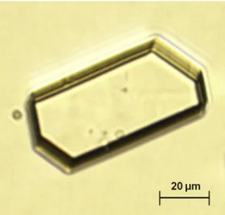 Fig. 1. (a) Typical oval crystals of whewellite with a depressed core. (b) Bipyramidal (octahedral) crystals of weddellite.