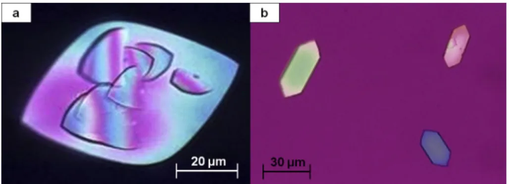 Fig. 14. Two morphological aspects of uric acid dihydrate crystals: (a) polychromatic diamond-shaped crystal seen at polarizing microscopy